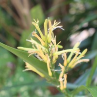 Dracaena reflexa Lam.